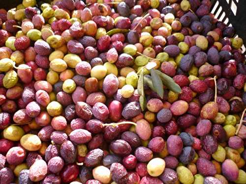Cueillettes d'olives