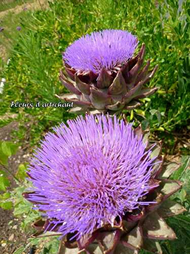 Fleurs d'artichaut