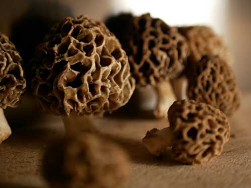 Morilles fraîches... - Les Gourmands disent ...