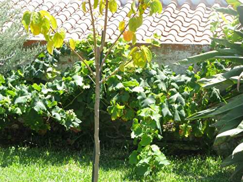 Feuilles de vigne farcies au riz ou Dolmades grecs