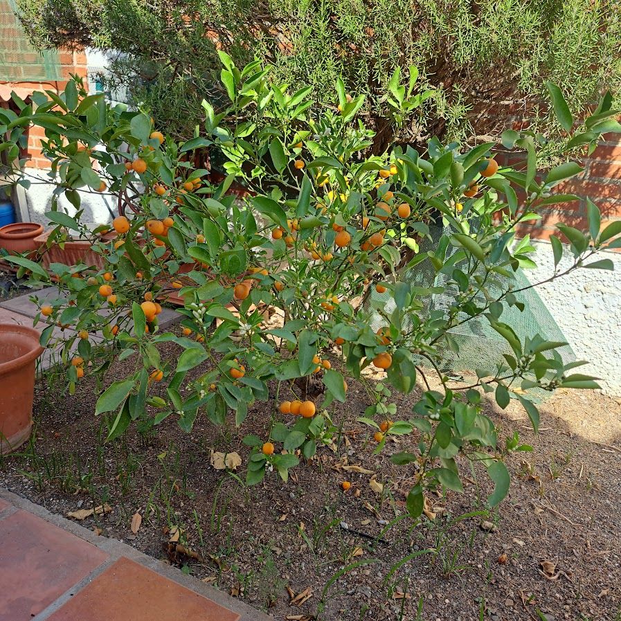 Jus de kalamansi du calamondin