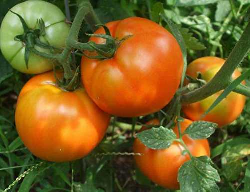 Le truc facile pour éplucher les tomates fraîches rapidement!