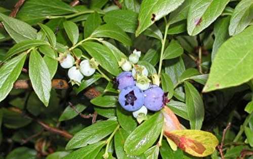 Recette de Le vin de bleuets toute simple et rapide à faire