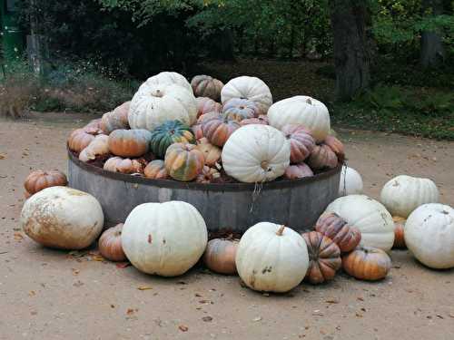 La courge dans tous ses états (récap)