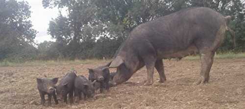 Le gascon’hay éleveur de porcs noirs Gascons