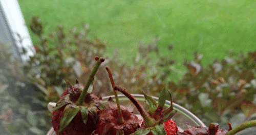 Smoothie aux fraises