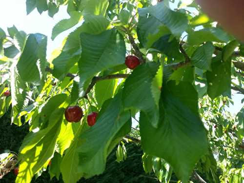 Clafoutis aux cerises