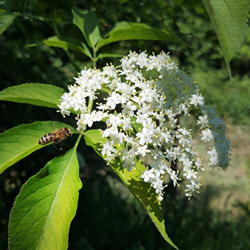 Gelée de Fleurs de Sureau