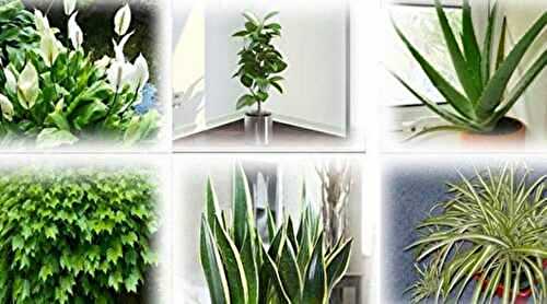 6 plantes qui purifient naturellement l’air de votre maison !| Recette Mixte