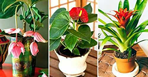 9 plantes d’intérieur qui fleurissent facilement à la maison : Recette Mixte