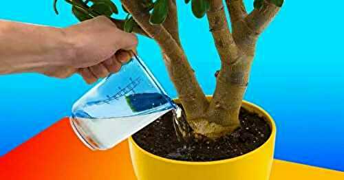 Comment préparer une eau vitaminée pour vos plantes ? Elles pousseront comme jamais auparavant Recette Mixte