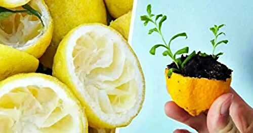 Ne jetez plus la peau du citron, voici comment l’utiliser pour faire pousser un citronnier
