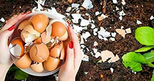 Ne jetez plus les coquilles d’œufs, voici 6 façons de les utiliser qui facilitent la vie Recette Mixte
