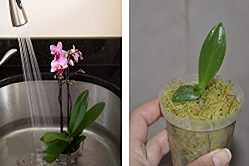 Voilà Comment Propager des Orchidées Sans les Acheter, Grâce à ces 3 Techniques | Recette Mixte
