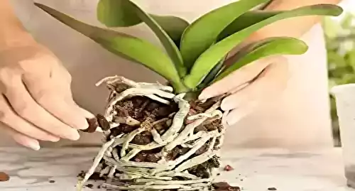 3 conseils simples et efficaces pour faire revivre vos orchidées