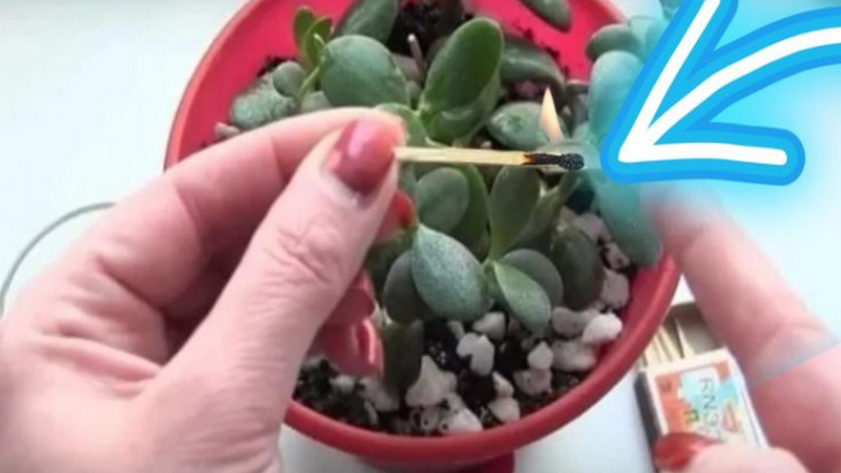 Astuce des allumettes pour des plantes saines :  voici comment faire !