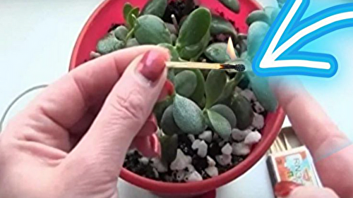 Astuce des allumettes pour des plantes saines :  voici comment faire !