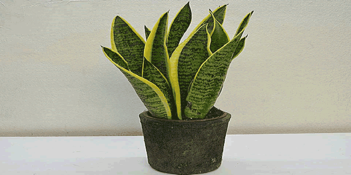 Si vous avez cette plante, prenez soin d’elle car vous avez un trésor et vous ne le saviez pas.