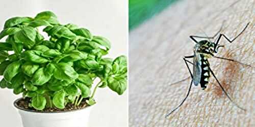 5 plantes qui éloignent les araignées, les fourmis, les mouches et les moustiques de nos maisons