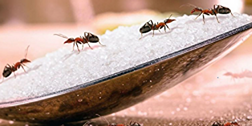 Protéger votre maison contre l’invasion des fourmis de manière économique
