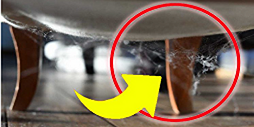Toiles d’araignées dans la maison : inutile d’utiliser le balai, vaporisez simplement cette solution !