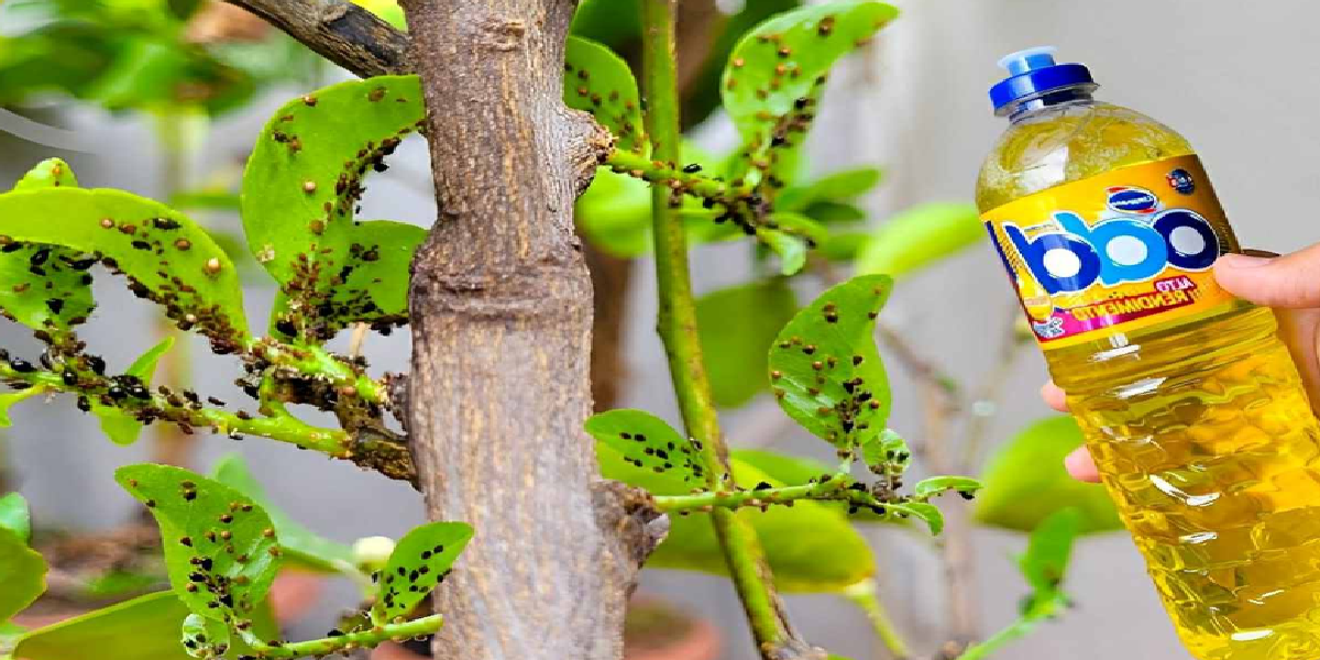 Comment éliminer les ravageurs des plantes avec la spectaculaire solution de savon fait maison