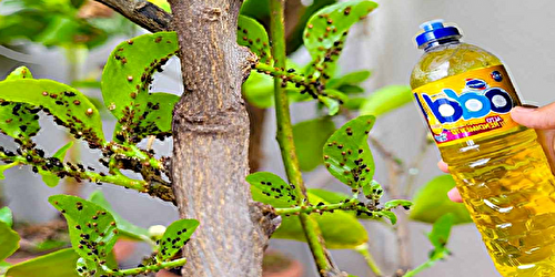 Comment éliminer les ravageurs des plantes avec la spectaculaire solution de savon fait maison