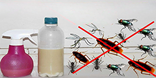 Insecticide Maison qui Élimine Moustiques Moucherons et Autres Insectes