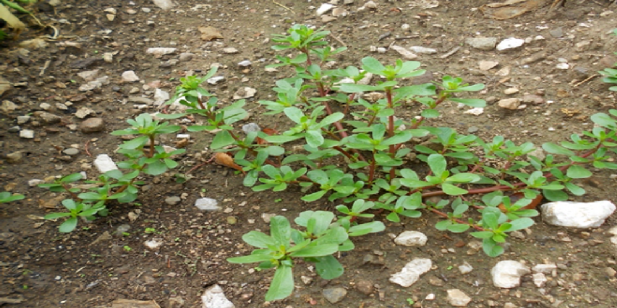 Les Vertus Méconnues du Pourpier dans Votre Jardin : 8 Raisons de Lui Donner Vie !