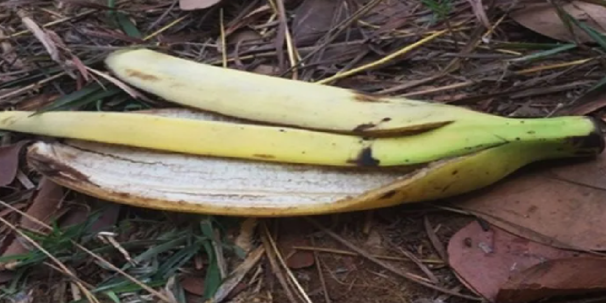 Ne jetez pas les peaux de banane à la poubelle. Découvrez 8 façons de les recycler grâce au jardinage