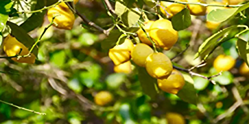 Citronnier : Comment planter et cultiver un citronnier avec succès ?