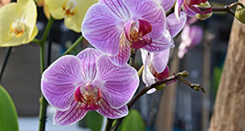 Élever des Orchidées : Astuces de Soins et d’Arrosage pour une Floraison Éclatante en Été