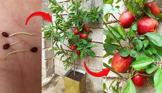 Cultiver des Pommes Bio à la Maison : Un Guide Complet pour Faire Pousser un Pommier à Partir de Graines