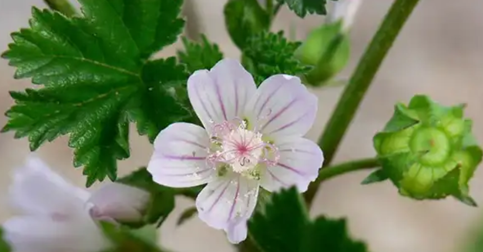 Mauve commune polyvalente : une plante aux multiples usages