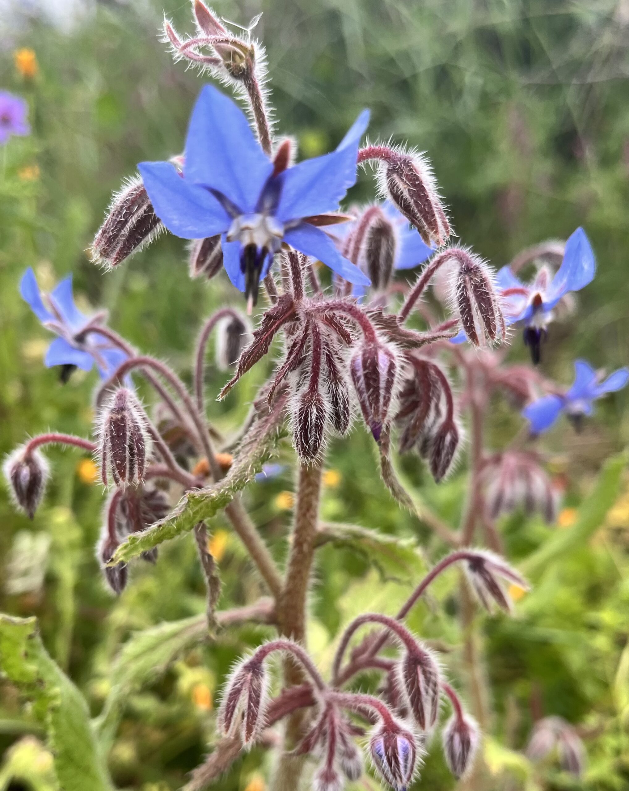 La Bourrache : Une Étoile du Printemps en Cuisine