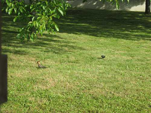 Houmous maison à l’avocat , et un petit nouveau bienvenu  dans notre jardin