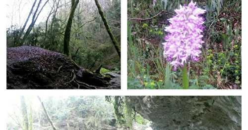 Pain de sucre et orchidées 