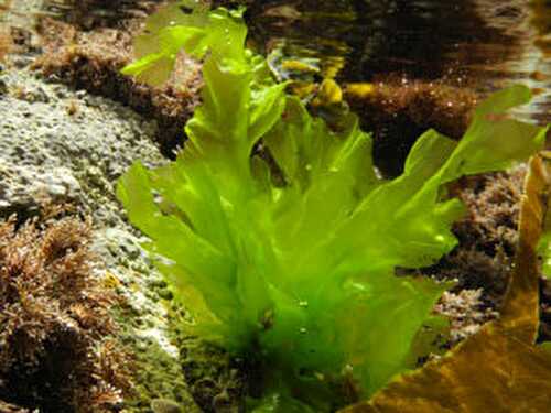 A la découverte des algues . Beurre aux algues de wakamé.