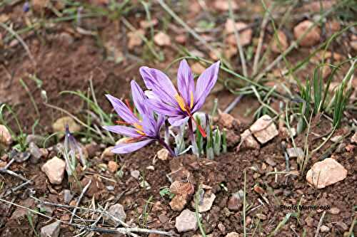 La renaissance du Safran d’ESTAÑA par la volonté d’un homme!