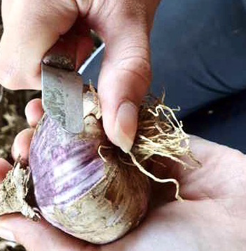 Le concours culinaire "Ma recette à l'ail violet de Cadours"!