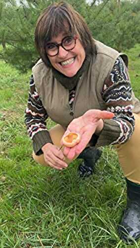 Le verger à champignons bio du Domaine d'Escons, le seul verger à champignons de France!