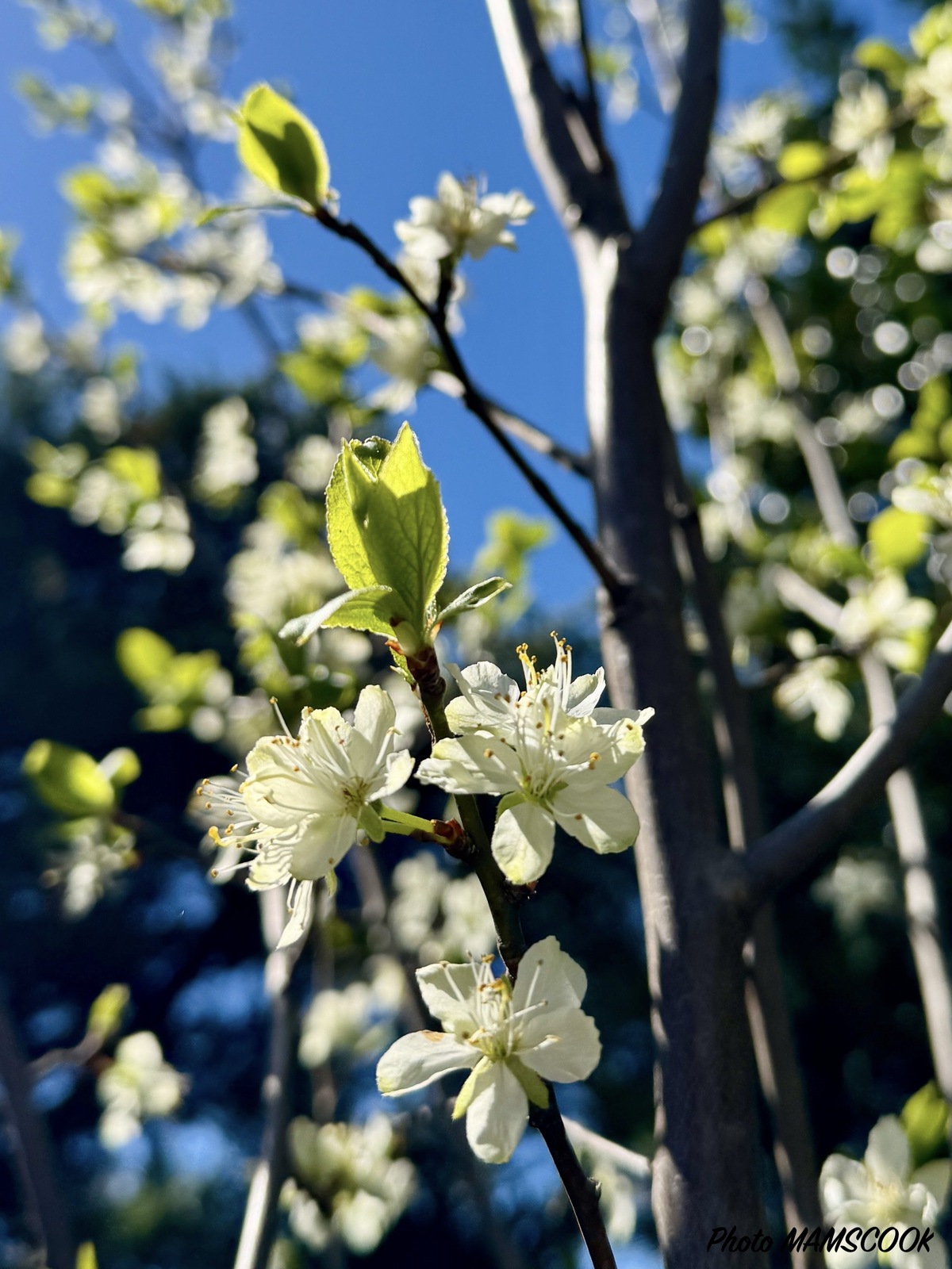 Les menus de la semaine 15, par Mamscook