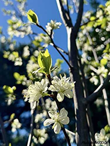 Les menus de la semaine 15, par Mamscook