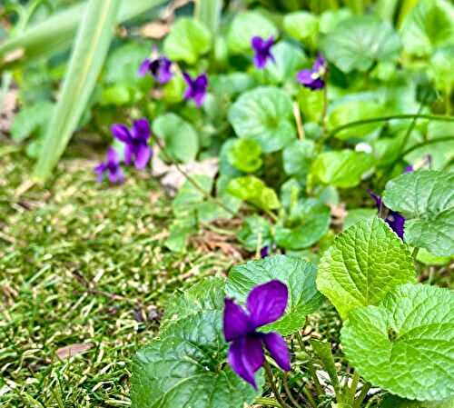 Les menus de la semaine 22 par Mamscook