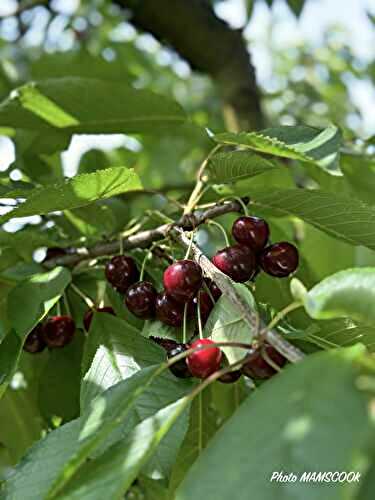 Les menus de la semaine 26 par Mamscook