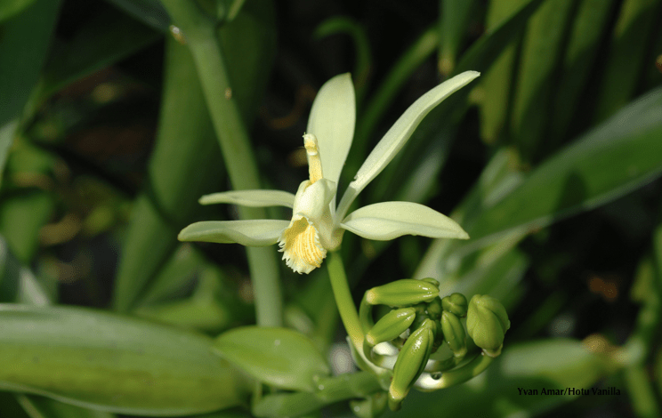 Les menus de la semaine 29 par Mamscook