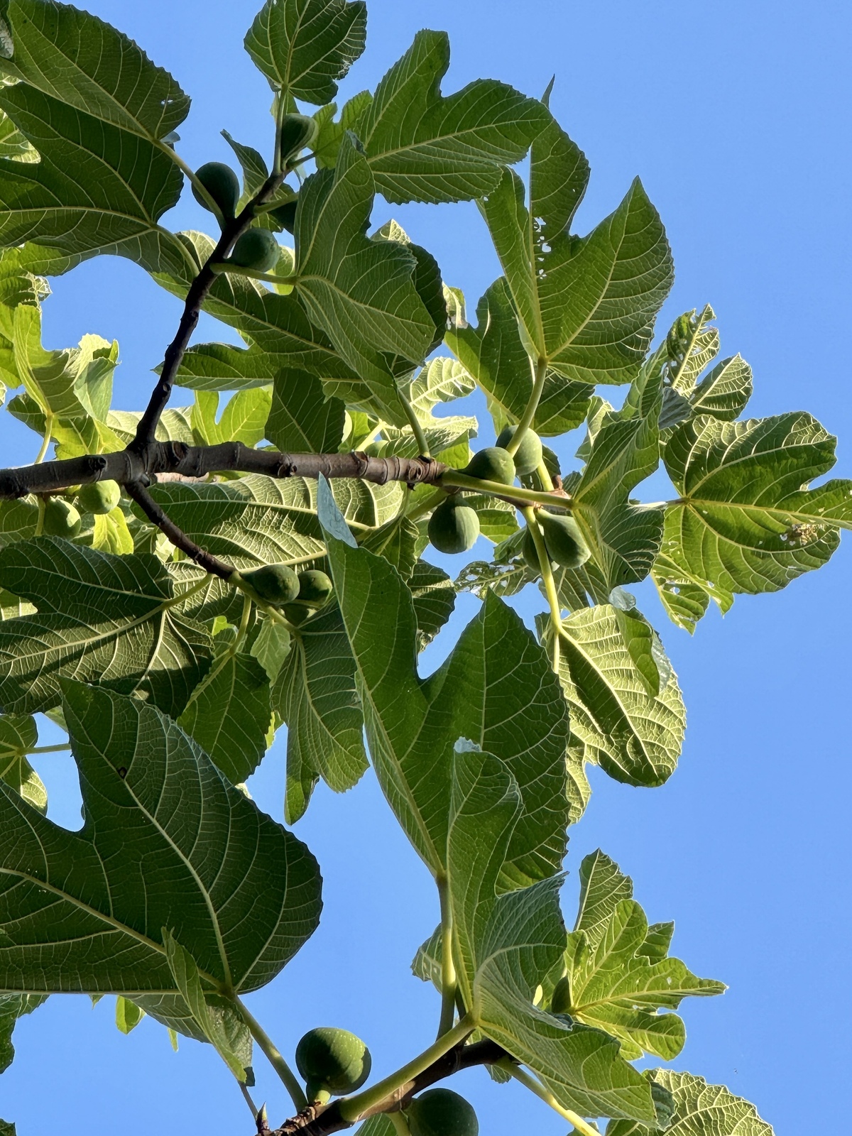 Les menus de la semaine 30 par Mamscook