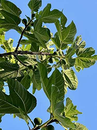 Les menus de la semaine 30 par Mamscook