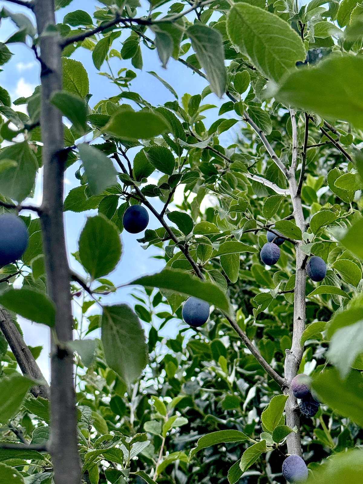 Les menus de la semaine 32 par Mamscook