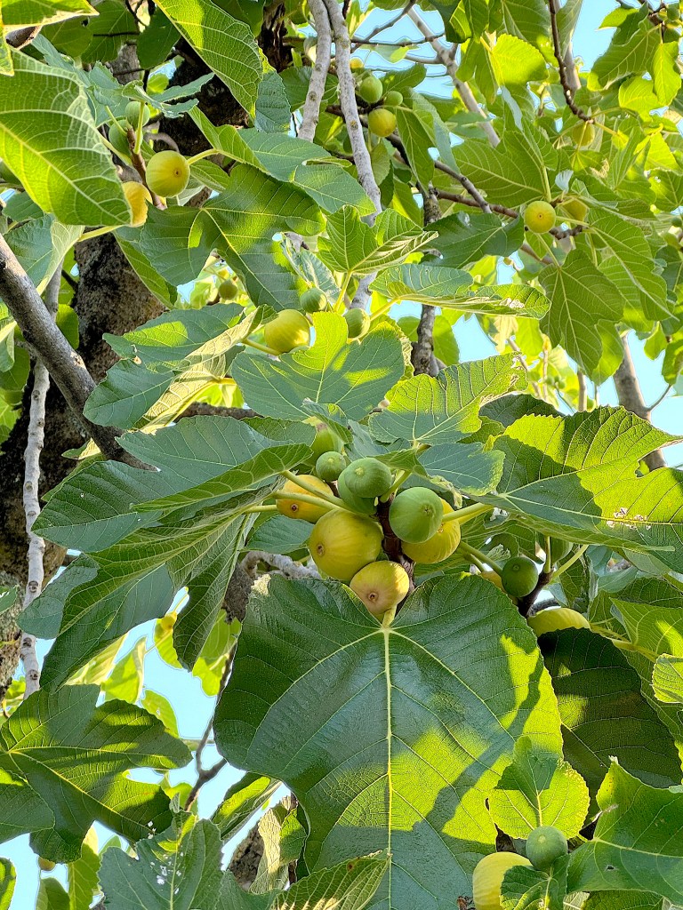 Les menus de la semaine 36 par Mamscook